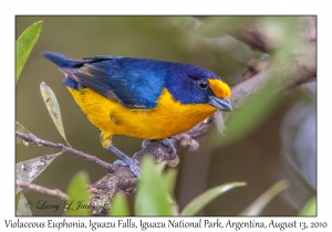 Violaceous Euphonia