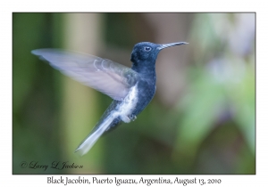 Black Jacobin