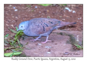 Ruddy Ground-Dove