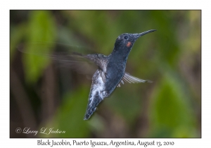 Black Jacobin