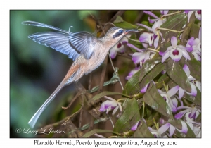 Planalto Hermit