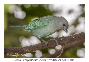 Sayaca Tanager