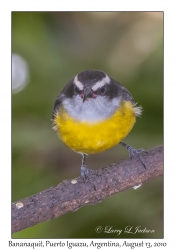 Bananaquit