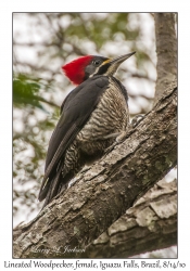 Lineated Woodpecker