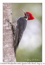 Lineated Woodpecker
