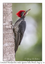 Lineated Woodpecker