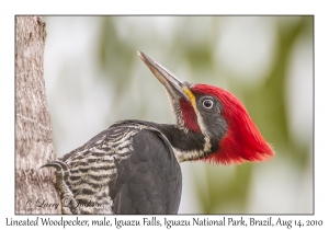 Lineated Woodpecker