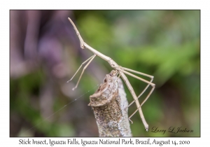 Stick Insect