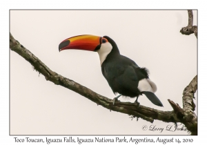 Toco Toucan