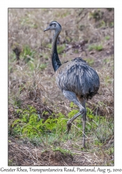 Greater Rhea