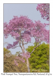 Pink Trumpet Tree