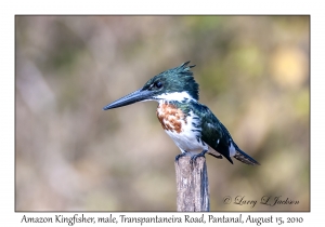 Amazon Kingfisher