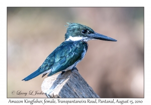 Amazon Kingfisher