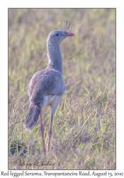 Red-legged Seriema