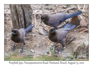 Purplish Jays