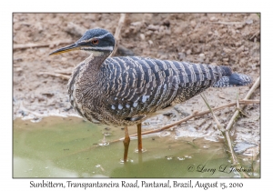 Sunbittern