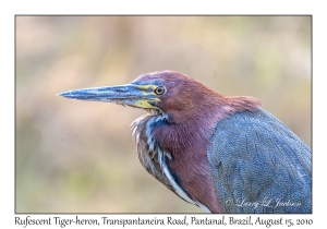 Rufescent Tiger-heron