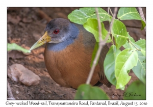 Grey-necked Wood-rail