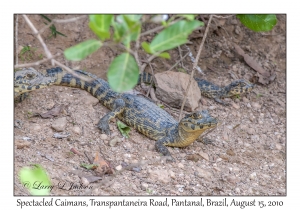 Spectacled Caimans