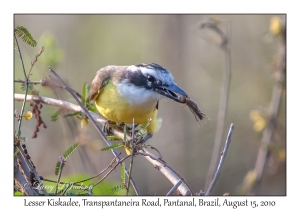 Lesser Kiskadee