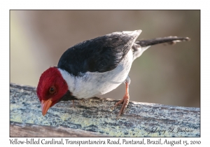 Yellow-billed Cardinal