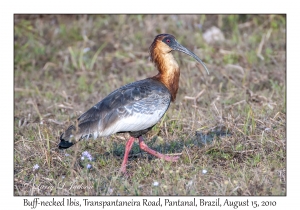 Buff-necked Ibis