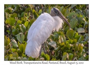 Wood Stork