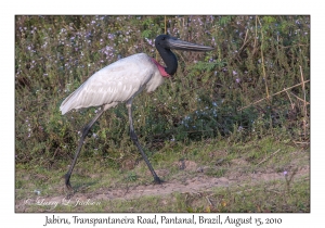 Jabiru