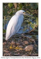 Snowy Egret