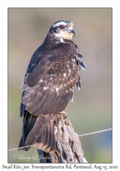 Snail Kite