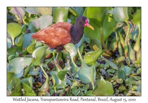 Wattled Jacana