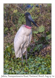 Jabiru