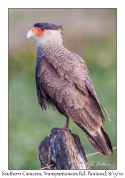 Southern Caracara