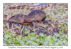 Limpkins