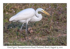 Great Egret