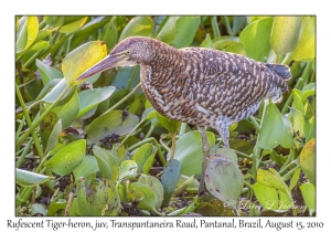 Rufescent Tiger-heron