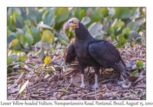 Lesser Yellow-headed Vulture