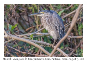 Striated Heron