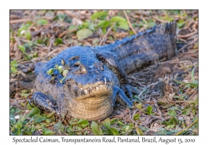 Spectacled Caiman