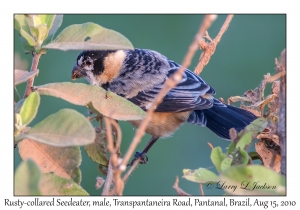 Rusty-collared Seedeater