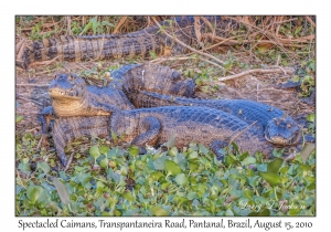 Spectacled Caimans