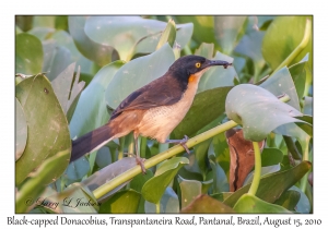 Black-capped Donacobius