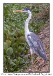 Cocoi Heron