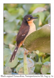 Black-capped Donacobius