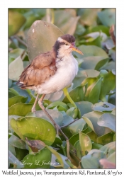 Wattled Jacana