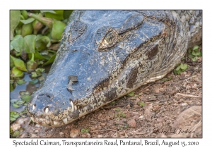 Spectacled Caiman