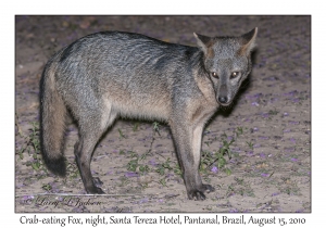 Crab-eating Fox