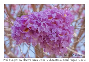 Pink Trumpet Tree Flowers