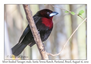 Silver-beaked Tanager