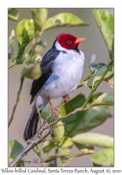 Yellow-billed Cardinal